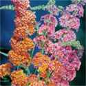 Bicolor Buddleia perennial flower