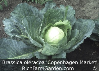 Copenhagen Market Brassica oleracea