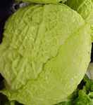 Late Flat Dutch Cabbage
        Brassica oleracea