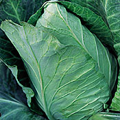 Early Jersey Wakefield Cabbage
        Brassica oleracea