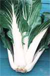 Joi Choi Cabbage Brassica
        oleracea