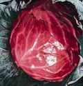 Mammoth Red Rock Cabbage
        Brassica oleracea