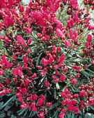 Ruby Tuesday Calandrinia umbellata Annual flower