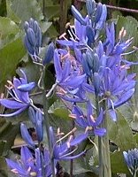 Camassia lechlenii Quamash Camass Indian hyacinth Wild hyacinth