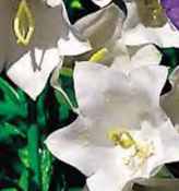 White Carpathian Bellflower Campanula carpatica perennial flower