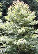 camptotheca acuminata chinese happy tree cancer tree seeds and plant