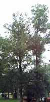 Shagbark Hickory tree Carya ovata