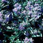 CARYOPTERIS