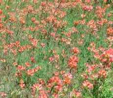 Texas Paintbrush Castilleja indivisa Annual flower