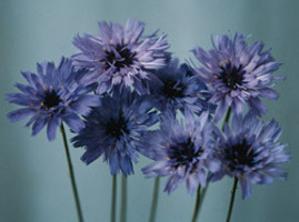 Catananche caerulea Amor Blue perennial flower