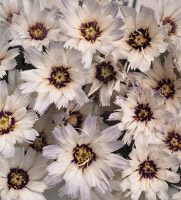 Catananche caerulea Amor White perennial flower