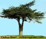 Cedrus libani Cedar of Lebanon tree