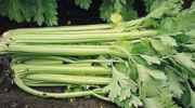 Celery Apium graveolens