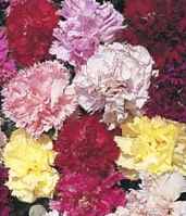 English Giant Mixed Carnations Dianthus caryophyllus