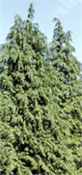 chamaecyparis lawson cypress seed plant