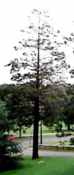 chamaecyparis pisifera sawara false cypress seed plant