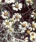 chamomile matricaria chamomilla herb plant seed