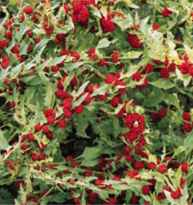 Strawberry Spinach Leafy Goosefoot Chenopodium foliosum Annual flower