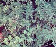 Chervil Bruisewort Anthriscus cerefolium medicinal culinary plant