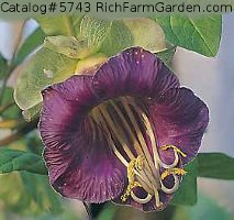 Violetta Cobaea scandens Purple Cup and Saucer Vine