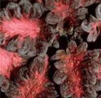 Black Dragon Coleus x hybridus Annual flower