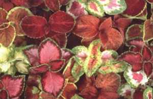 Wizard Mix Coleus hybridus Annual flower