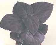 Coleus Pallisandra black flower