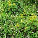 colutea arborescens bladder senna seed plant