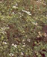 cilantro coriander coriandrum sativum seed plant herb