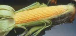 Incredible hybrid sweet corn