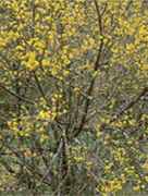 Cornelian Cherry Dogwood tree Cornus mas