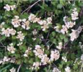 crataegus mollis downy hawthorne hawthorn seed 