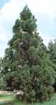 cryptomeria japonica japanese red cedar seed plant