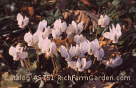 Cyclamen neapolitanum Autumn beauty