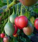 Tree Tomato Tamarillo cyphomandra betaceae