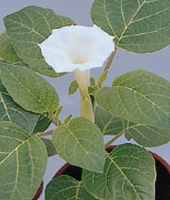 Belle Blanche Datura chlorantha Annual flower