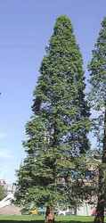 Dawn Redwood tree Metasequoia glyptostroboides