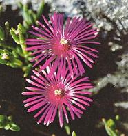 delosperma cooperii red star seed plant