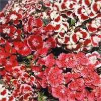 Sweet William mixed Dianthus barbatus