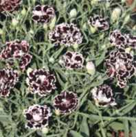 Black and White Velvet and Lace Dianthus chinensis