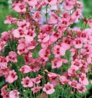 Pink twinspur Diascia barbarae Annual flower
