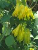 Golden Tears Dicentra scandens perennial flower