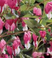 Old-Fashioned Bleeding Heart Dicentra spectibilis Perennial flower