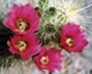 red flower of Echinocactus Hedgehog Mix seed