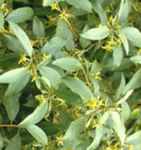Elaeagnus commutata Silverberry shrub Wolf Willow tree seed