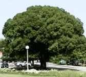Athena Classic Hybrid Elm tree