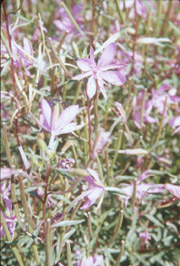 Alpine Willow Herb Epilobium fleicheri