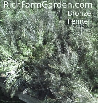 bronze fennel foeniculum vulgare purpureum fenkel sweet seed plant herb