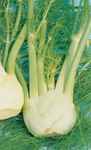 bulb Fennel Finocchio