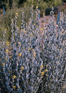 Fibigia clypeata Roman Shields plant